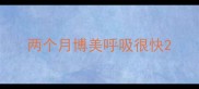 两个月博美呼吸很快