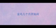 金毛几个月开始闹