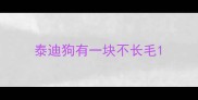 泰迪狗有一块不长毛