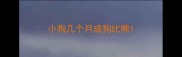 小狗几个月成狗比熊