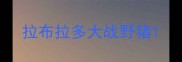 拉布拉多大战野猪
