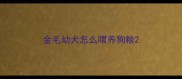 金毛幼犬怎么喂养狗粮