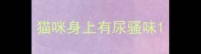 猫咪身上有尿骚味