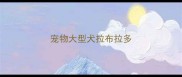 宠物大型犬拉布拉多