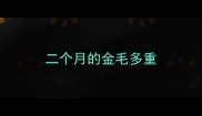 二个月的金毛多重