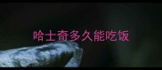 哈士奇多久能吃饭