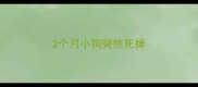2个月小狗突然死掉