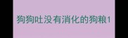 狗狗吐没有消化的狗粮