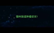 猫咪肠道肿瘤症状