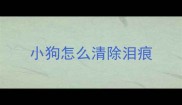 小狗怎么清除泪痕