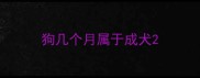 狗几个月属于成犬