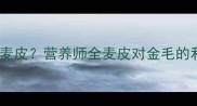 拉布拉多犬能不能吃麦皮营养师全麦皮对金毛的利弊及科学喂养指南