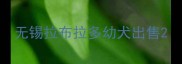 无锡拉布拉多幼犬出售