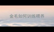金毛如何训练喂养