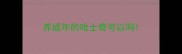 养成年的哈士奇可以吗