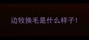边牧换毛是什么样子