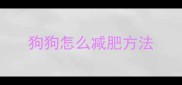 狗狗怎么减肥方法
