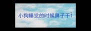 小狗睡觉的时候鼻子干