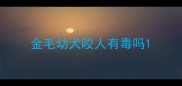 金毛幼犬咬人有毒吗