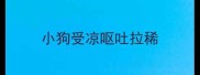 小狗受凉呕吐拉稀