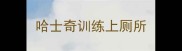 哈士奇训练上厕所
