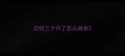 边牧三个月了怎么驱虫