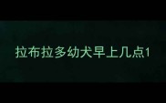 拉布拉多幼犬早上几点