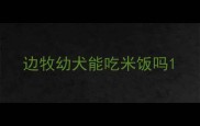 边牧幼犬能吃米饭吗
