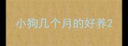 小狗几个月的好养