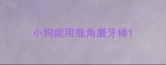 小狗能用鹿角磨牙棒