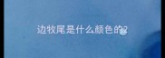 边牧尾是什么颜色的