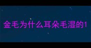 金毛为什么耳朵毛湿的
