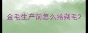 金毛生产前怎么给剃毛