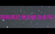 狗狗尾巴骨折能自愈吗