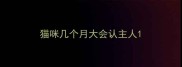 猫咪几个月大会认主人