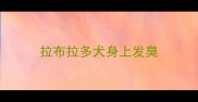 拉布拉多犬身上发臭