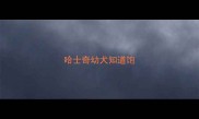 哈士奇幼犬知道饱