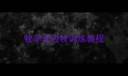 牧羊犬边牧训练教程