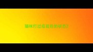 猫咪打过疫苗后的状态