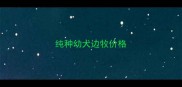 纯种幼犬边牧价格