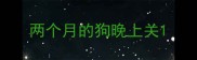 两个月的狗晚上关