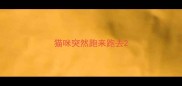 猫咪突然跑来跑去