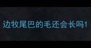 边牧尾巴的毛还会长吗