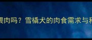 哈士奇需要喂肉吗雪橇犬的肉食需求与科学喂养指南