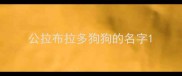 公拉布拉多狗狗的名字