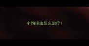 小狗球虫怎么治疗