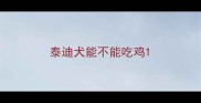 泰迪犬能不能吃鸡