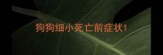 狗狗细小死亡前症状