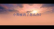 小狗被药了怎么办