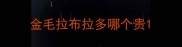 金毛拉布拉多哪个贵